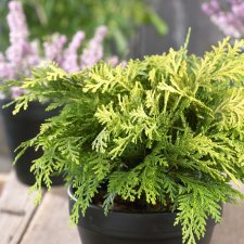 Chamaecyparis lawsoniana Sunkist