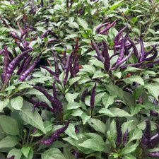Chilipeppar, Cayenne Purple, Ekologisk