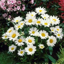 Leucanthemum x s. Silversessan, Jätteprästkrage