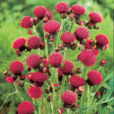 Cirsium rivulare Atropurpurea, Bäcktistel, P9cm