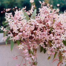 armandii Apple Blossom, Vinterklematis, C2