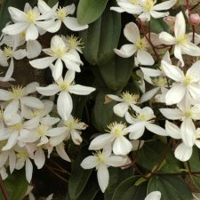 armandii Snowdrift, Vinterklematis, C2