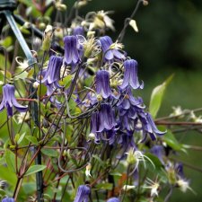 diversifolia Fascination ®, Parmaklematis, C2