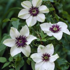 florida sieboldiana, Paradisklematis, C2