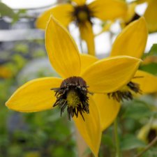 tangutica Golden Harvest, Gullklematis, C2