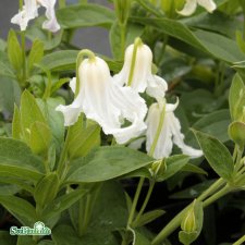 Clematis integrifolia Alba