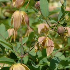 tangutica My Angel ®, Gullklematis, C2