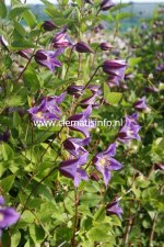 Clematis texensis Prince William ® Zo08171, Lyktklematis, C2