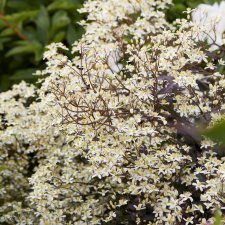 recta Purpurea, Styvklematis, C2