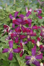 Clematis flammula Sweet Summer Love ®, Vippklematis, C2