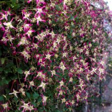 flammula Triternata Rubromarginata, Vippklematis, C2