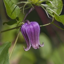 Clematis viorna