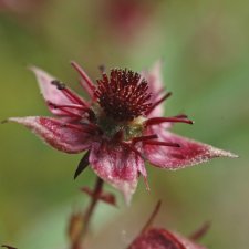 Comarum palustre (Potentilla palustris)