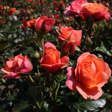 Rosa floribunda Coral Lions Rose ®