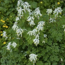 Corydalis ochroleuca, Blekgul Nunneört