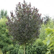 Corylus avellana Anny´s Red Dwarf