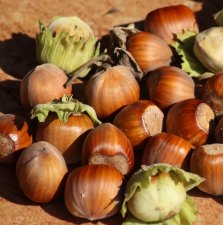 Corylus Barcelona Eckige, Hasselnöt