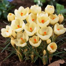 Bägarkrokus Crocus chrysanthus Cream Beauty 20st
