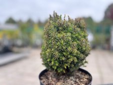 Cryptomeria japonica Funny, Japansk Kryptomeria