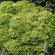 Cryptomeria japonica Tenzan