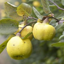 Cydonia oblonga Darunok Onuku