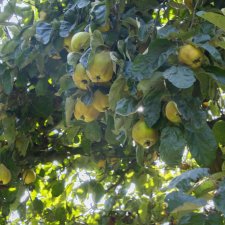 Cydonia oblonga Ronda, Päronkvitten/Kvitten