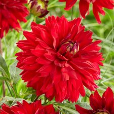 Dahlia Dekorativ All Directions 1st