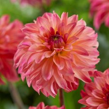 Dahlia Dekorativ Belfloor 1st