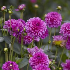 Dahlia Dekorativ Cartouche 1st