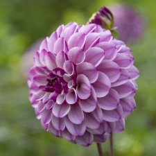 Dahlia Boll Columbus 1st