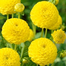 Dahlia Pompon Deepest Yellow 1st