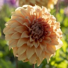 Dahlia Dekorativ Hercules 1st