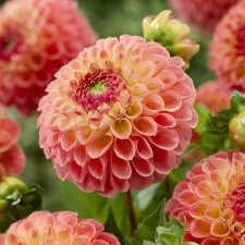 Dahlia Boll Jowey Paula 1st