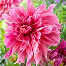 Dahlia Dekorativ Maki 1st