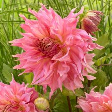 Dahlia Dekorativ Penhill Watermelon 1st