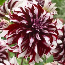 Dahlia Dekorativ Tartan 1st