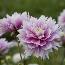 Dahlia x pinnata Evanah