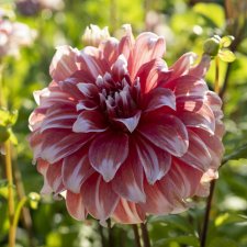 Dahlia x pinnata Frost Nip