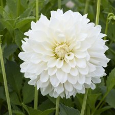 Dahlia x pinnata Glossy Florentine