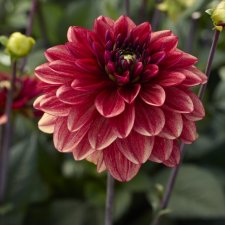 Dahlia x pinnata Glossy Maracana