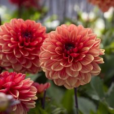 Dahlia x pinnata Glossy Miraza
