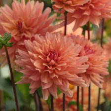 Dahlia x pinnata Market Joy