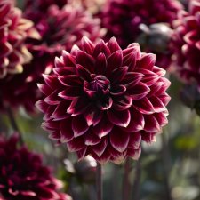 Dahlia x pinnata Sissinghurst