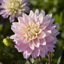 Dahlia x pinnata Sweet September