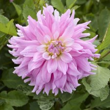 Dahlia x pinnata Titan Dulcina