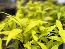 Daphne bholua Alba, Nepaldaphne