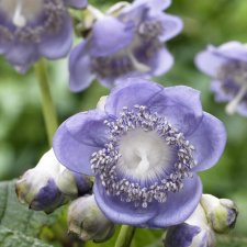 Deinanthe caerulea, Lundsköna, P11cm