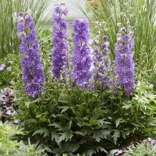 Delphinium elatum Delgenius ™ Breezin ®, Trädgårdsriddarsporre
