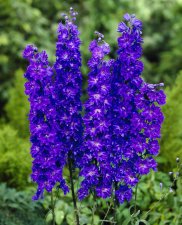 Delphinium elatum Faust, Trädgårdsriddarsporre