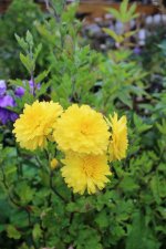 Dendranthema rubellum hybr. Mary Stoker ©, Höstkrage, P9cm